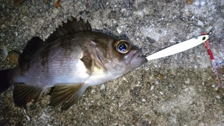 雨が降ってきたので撤退！！
