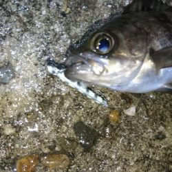 風が無くてもジグパラメバル