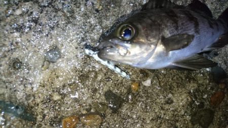 風が無くてもジグパラメバル