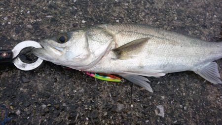 平成最後にシーバス釣行！！