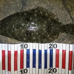 今夜もメバル狙い!!