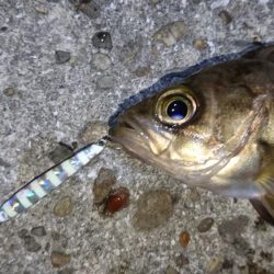 今夜もジグパラメバリング