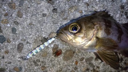 今夜もジグパラメバリング