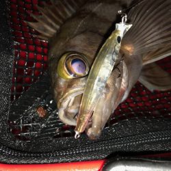 二見メバリング11