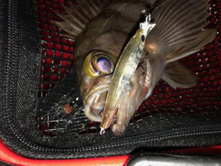 二見メバリング11