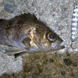 今夜はきびしい~