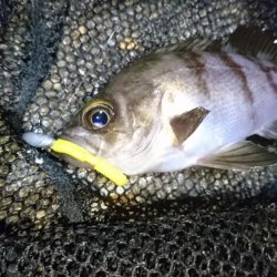 爆風！！風裏メバリング