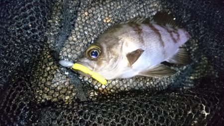 爆風！！風裏メバリング