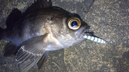 今夜もメバル狙い!!