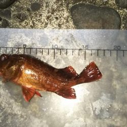 ようやく春が来た