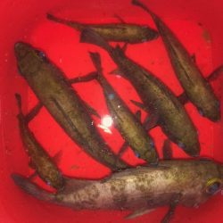 二見メバリング11