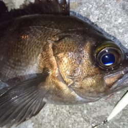 今夜は活性高め？！