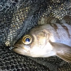 爆風！！風裏メバリング