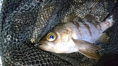 爆風！！風裏メバリング