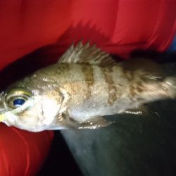 アジ&サバにフラれてメバリング