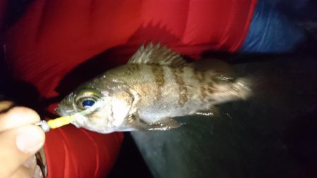 アジ&サバにフラれてメバリング