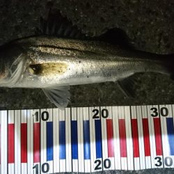 バチ抜けシーバス