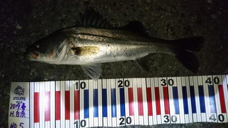 バチ抜けシーバス