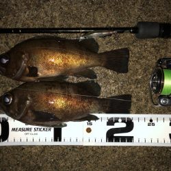 二見メバリング11