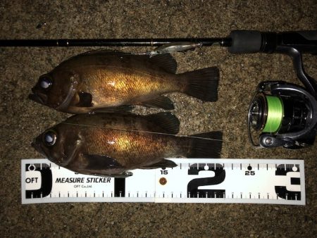 二見メバリング11