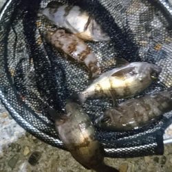 爆風！！風裏メバリング