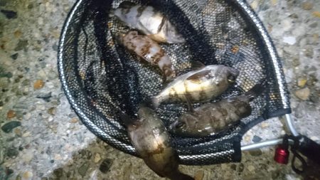 爆風！！風裏メバリング