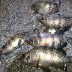 風が無くてもジグパラメバル