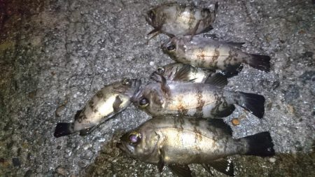 風が無くてもジグパラメバル