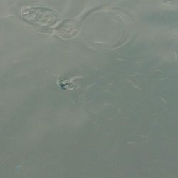 久しぶりの釣り