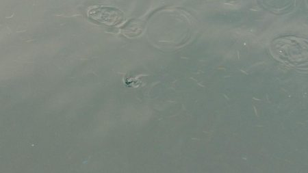 久しぶりの釣り