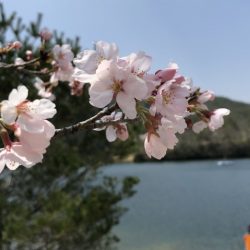 フィッシングレイクたかみや 釣果