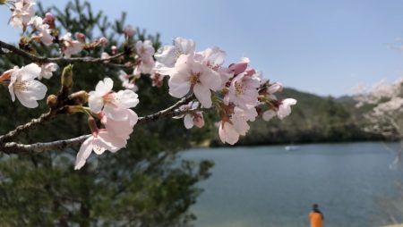 フィッシングレイクたかみや 釣果