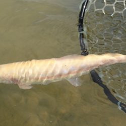 フィッシングレイクたかみや 釣果