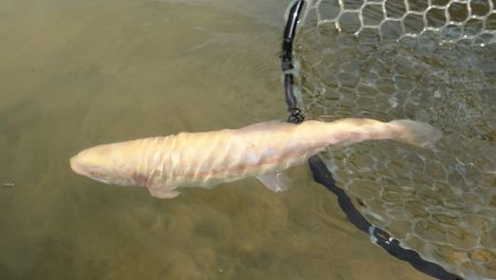 フィッシングレイクたかみや 釣果