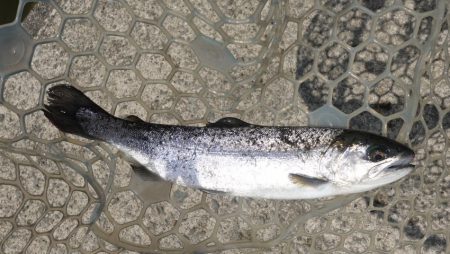 フィッシングレイクたかみや 釣果