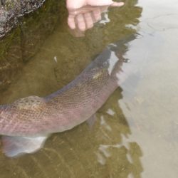 フィッシングレイクたかみや 釣果