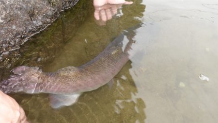 フィッシングレイクたかみや 釣果