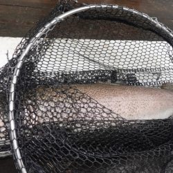 フィッシングレイクたかみや 釣果