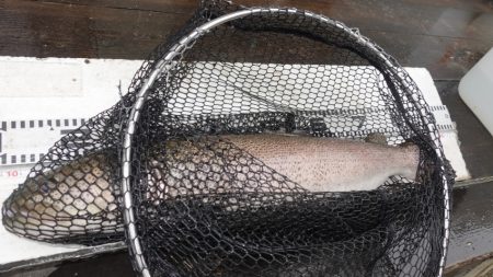 フィッシングレイクたかみや 釣果