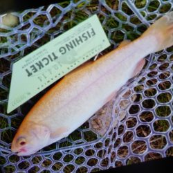 フィッシングレイクたかみや 釣果