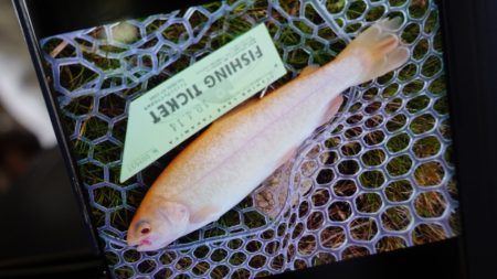 フィッシングレイクたかみや 釣果