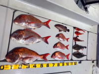 オーシャンマスター 釣果