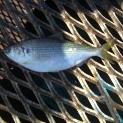 オリジナルメーカー海づり公園(市原市海づり施設) 釣果