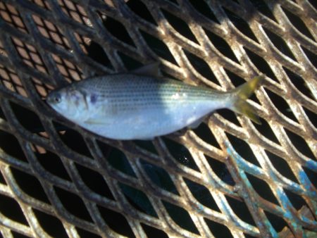 オリジナルメーカー海づり公園(市原市海づり施設) 釣果