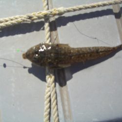 オリジナルメーカー海づり公園(市原市海づり施設) 釣果