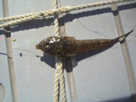 オリジナルメーカー海づり公園(市原市海づり施設) 釣果