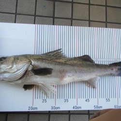 オリジナルメーカー海づり公園(市原市海づり施設) 釣果