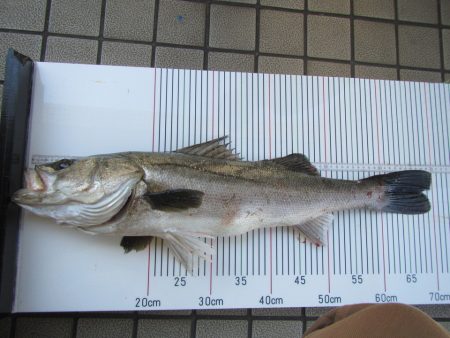 オリジナルメーカー海づり公園(市原市海づり施設) 釣果