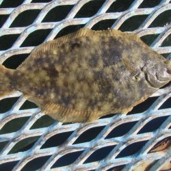 オリジナルメーカー海づり公園(市原市海づり施設) 釣果