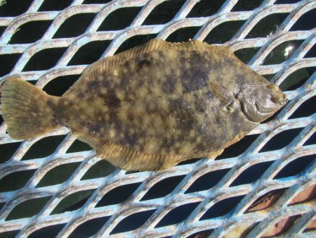 オリジナルメーカー海づり公園(市原市海づり施設) 釣果